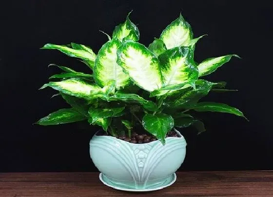 植物修剪|广东万年青怎么修剪方法