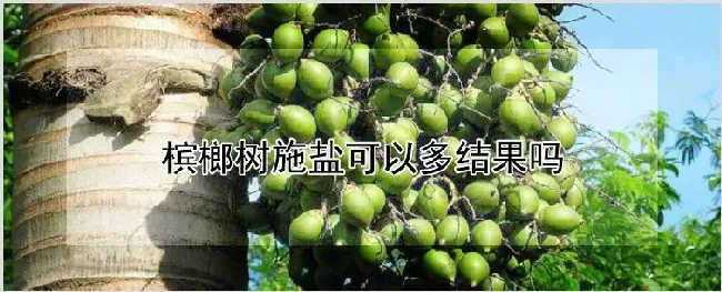 槟榔树施盐可以多结果吗 | 种植资料