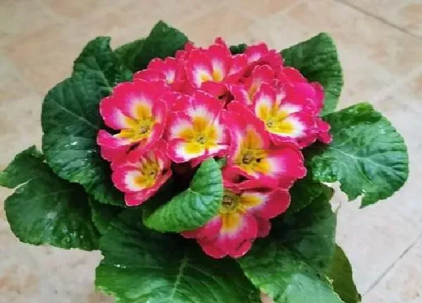 植物浇水|报春花几天浇一次水 春夏秋冬各不同