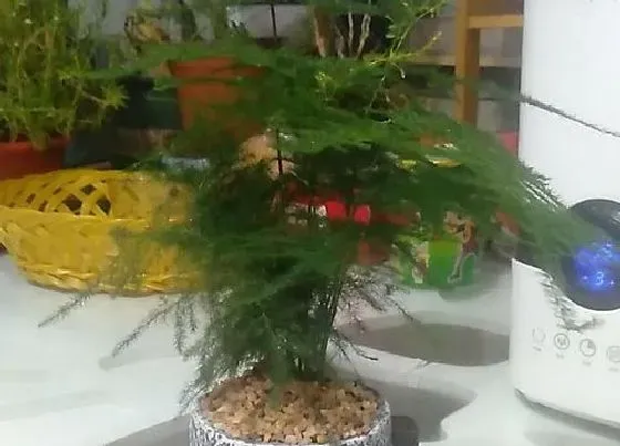 摆放常识|文昌位适合放什么植物