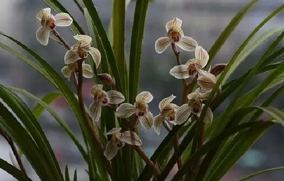 植物百科|兰花可以淋雨吗 下雨天可以放外面淋雨吗