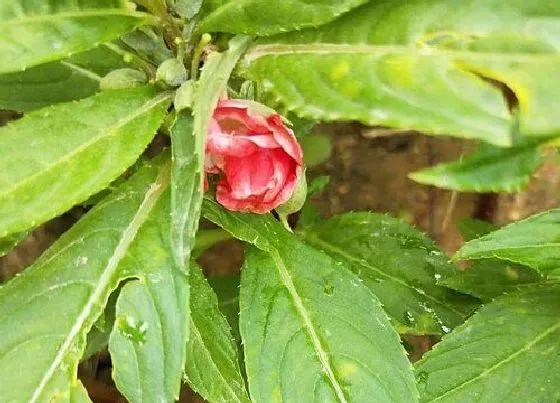 种植百科|凤仙花种植多久开花 从种发芽子到开花要多久时间