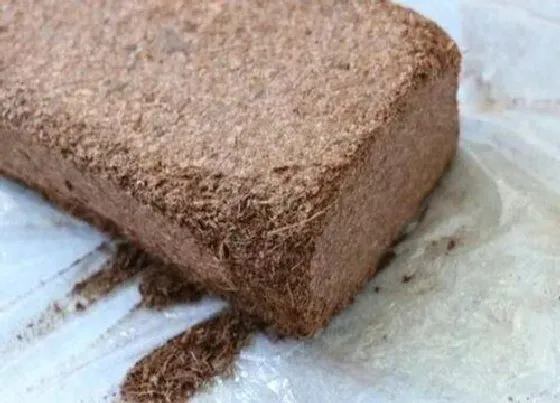 种植土壤|椰砖可以种多肉吗