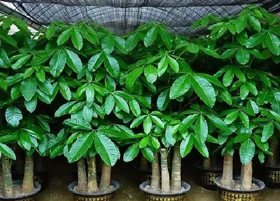 植物施肥|发财树用什么肥料