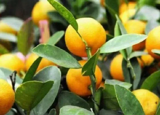 植物产地|长沙盛产什么农作物