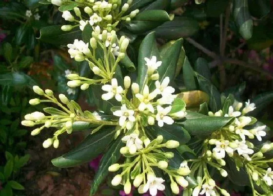 种植管理|米兰摘心打顶时间与方法