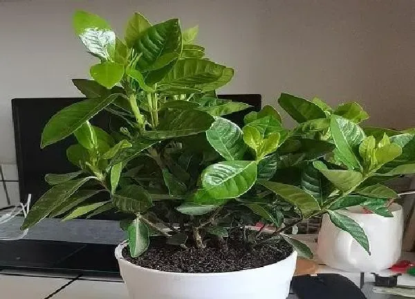 养殖方法|盆栽栀子花不长花苞怎么回事（栀子花长花苞开花上什么肥）