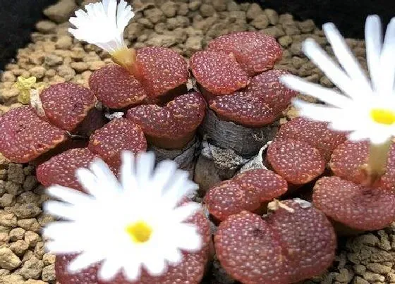 种植管理|生石花生长速度快慢 一年能长多少
