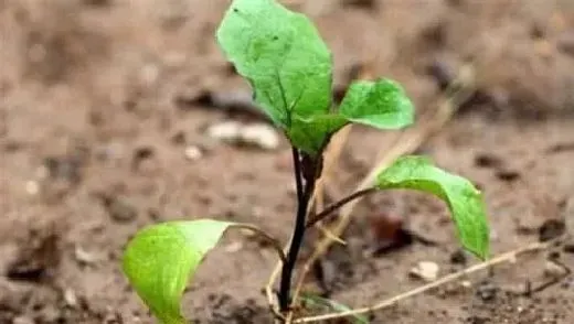 植物育苗|茄子苗不长是怎么回事，茄子秧苗生长点不旺什么原因）