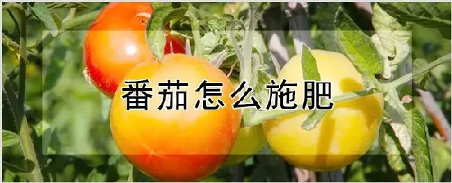 番茄怎么施肥 | 种植资料