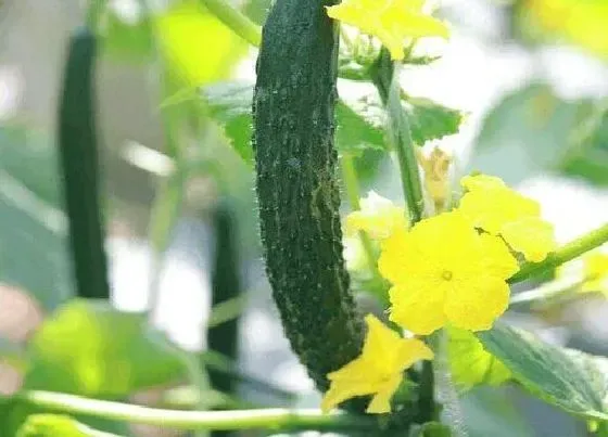 植物百科|黄瓜是什么形状的表面物体 黄瓜外形特征及颜色特点