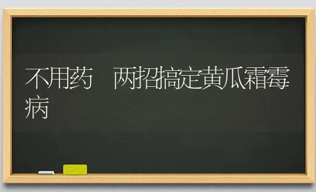 不用药 两招搞定黄瓜霜霉病 | 蔬菜种植