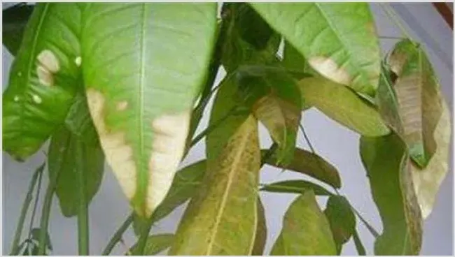 发财树落叶是什么原因 | 植物病害