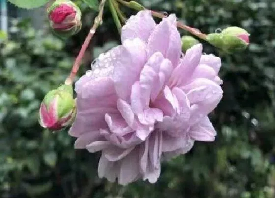 花期|红木香花期多长时间