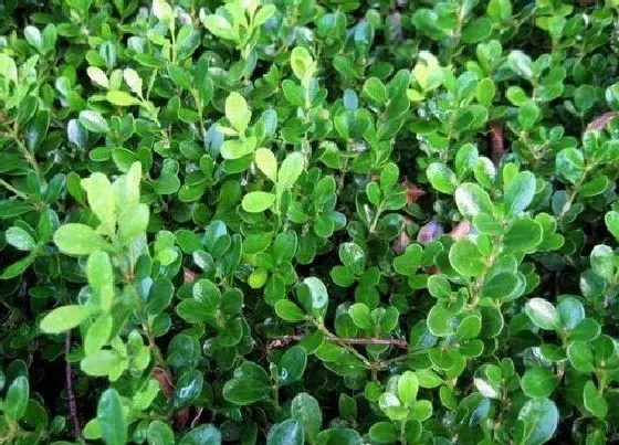 植物百科|黄杨生长在什么地方