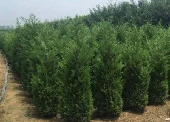 植物百科|柏树有种子吗