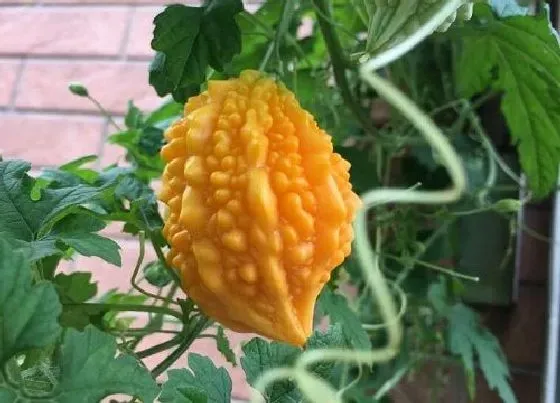 种植管理|癞葡萄什么季节种植合适