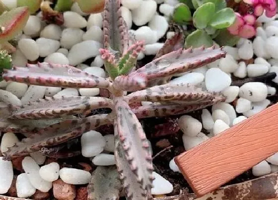 植物百科|落地生根会开花吗 什么时候开花