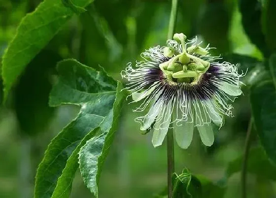 植物百科|百香果开花吗 开花什么样子