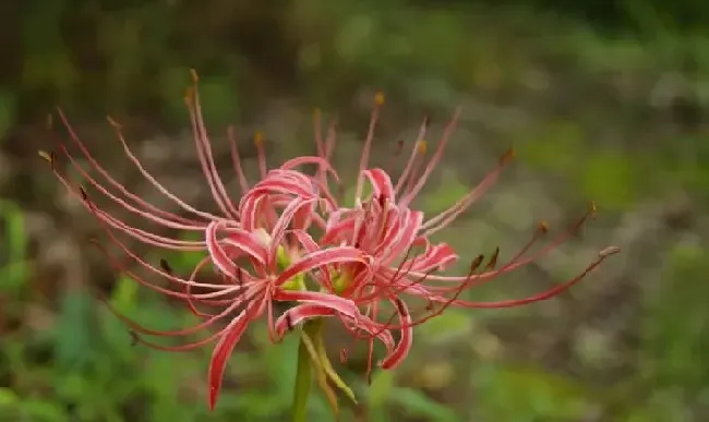 植物种类|世界上十大花语最悲伤的花（世界十大凄美之花花语）