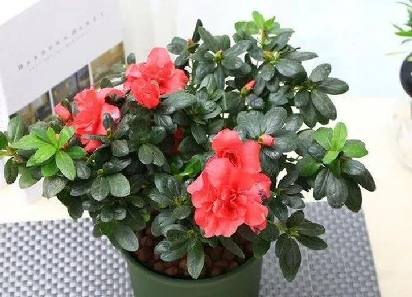植物浇水|盆栽杜鹃花怎么浇水 浇水方法与技巧
