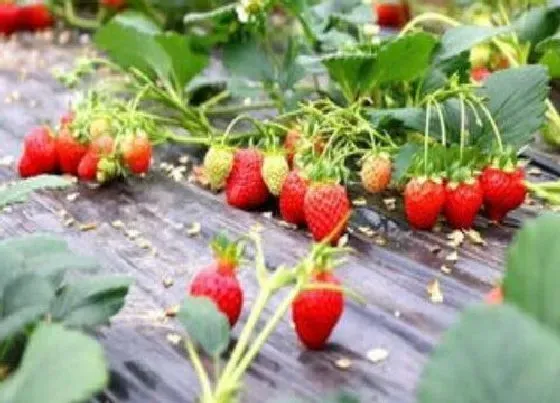植物产地|柳州盛产什么水果