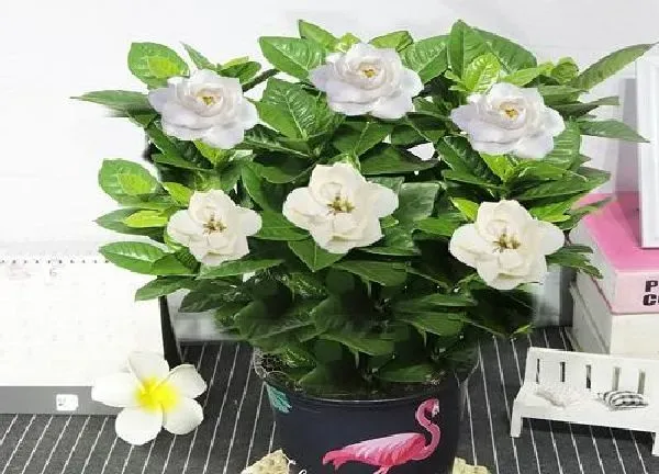 养殖方法|盆栽栀子花不长花苞怎么回事（栀子花长花苞开花上什么肥）