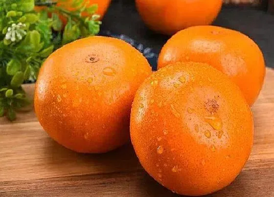 果实成熟|茂谷柑什么时候成熟