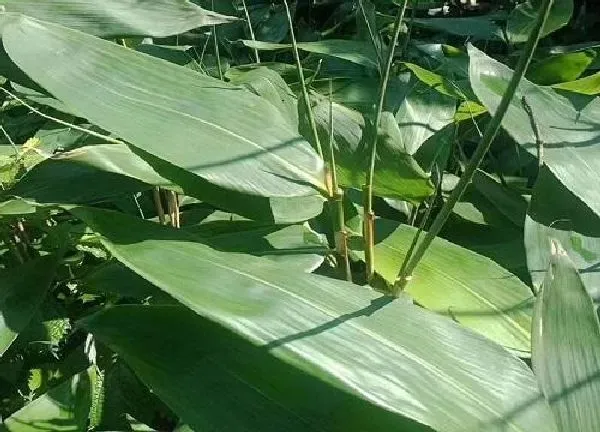 植物移栽|粽竹什么时候分株