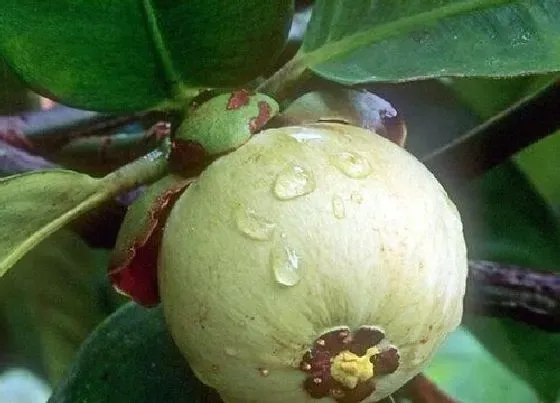 种植管理|山竹什么时候种植最好