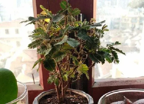 植物浇水|含羞草多久浇一次水比较好 要不要每天浇水