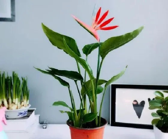 摆放风水|家里养鹤望兰风水好吗