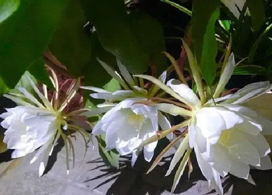 果实保存|昙花可以冷冻保存吗
