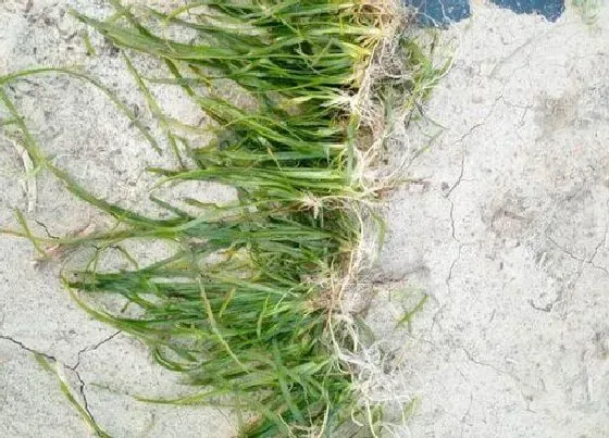 植物百科|苦草是什么植物 属于什么科植物