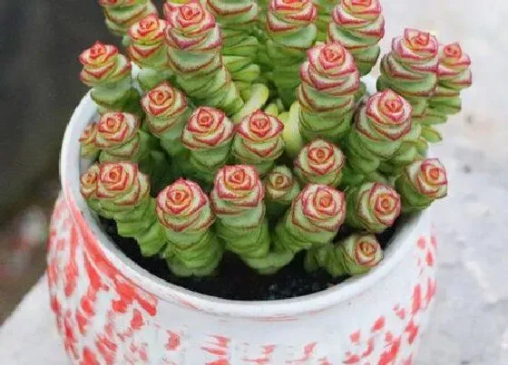 花语|钱串子开花什么预兆