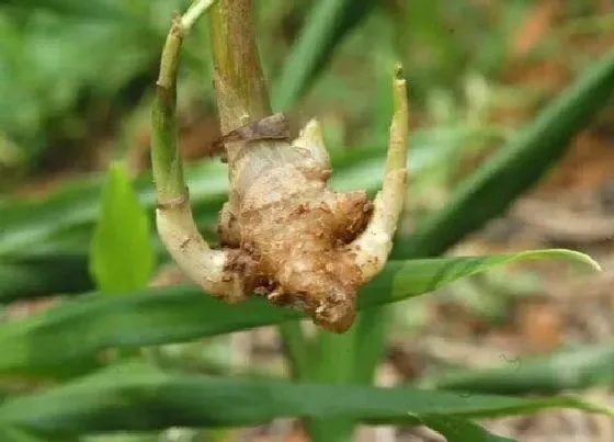 种植管理|生姜留种明年再种怎么保存，生姜留种过冬的贮藏方法）