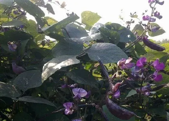种植方法|梅豆角种植时间和方法 栽培技术要点