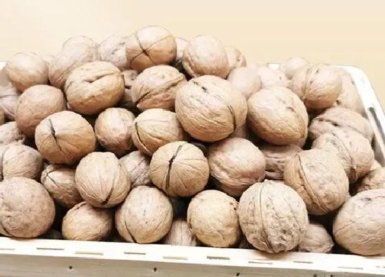 果实保存|核桃的储存方法