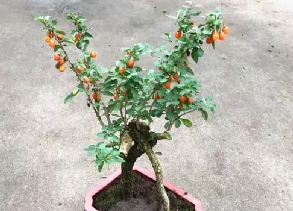 植物移栽|枸杞子树冬天能移栽吗 冬季能栽活吗