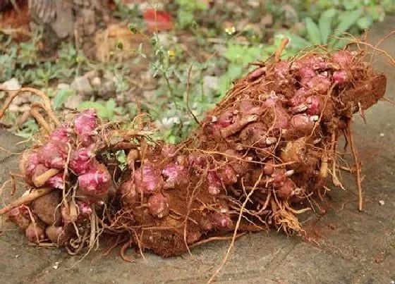 植物香味|雪莲果是什么味道的