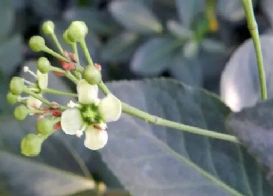 植物百科|扶芳藤开花吗 开花什么样子