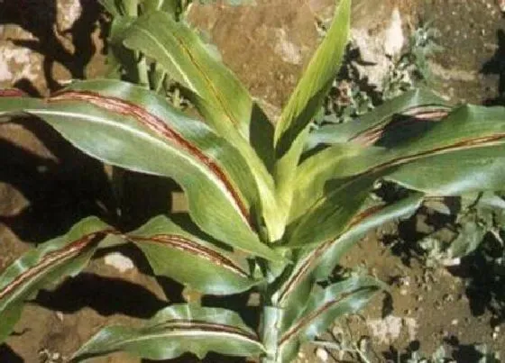 植物病害|高粱花叶病症状及防治方法