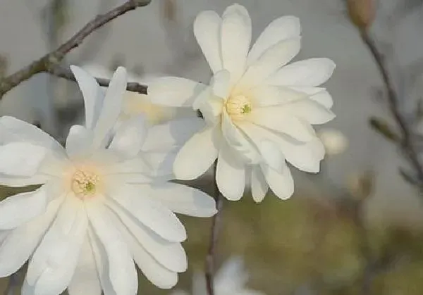 植物生根|玉兰花扦插生根最快方法