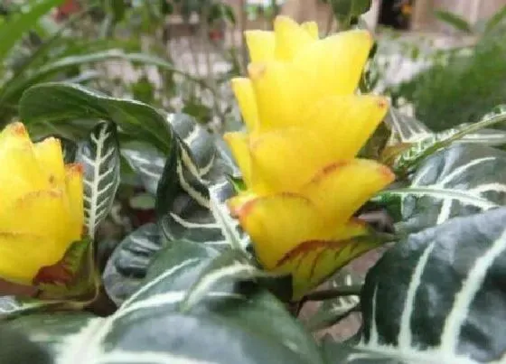 开花时间|黄金塔一年开几次花