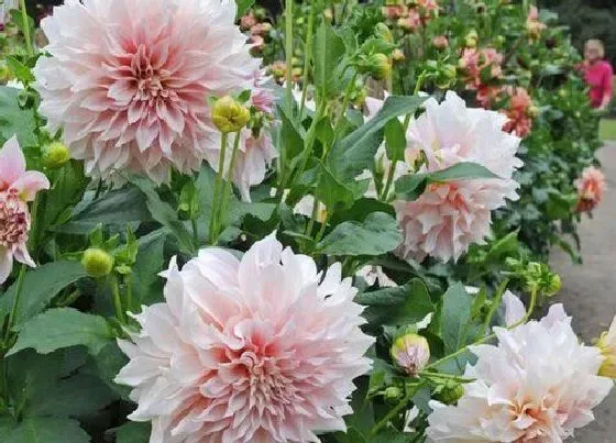 开花时间|大丽花四季开花吗