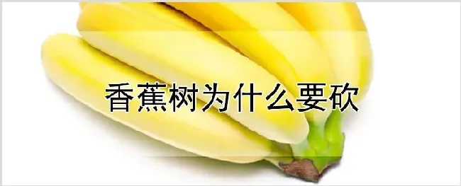 香蕉树为什么要砍 | 养殖技术