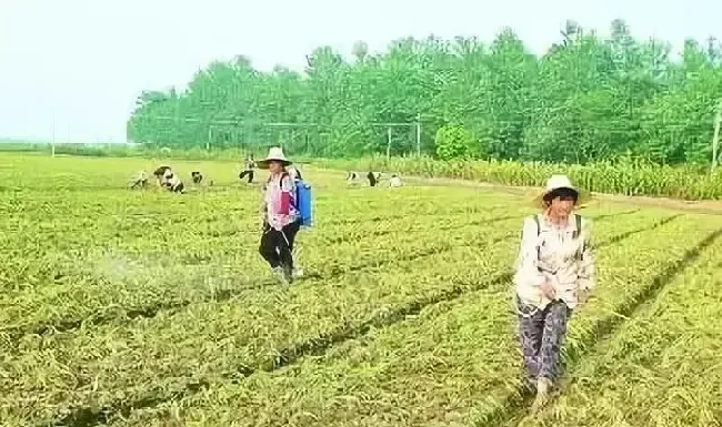 喷药|解药害用芸苔素快还是碧护快（芸苔素怎么喷解药害起效果）