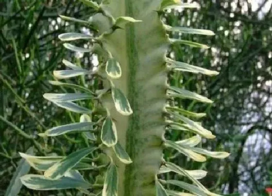 植物排行|大型多肉植物有哪些