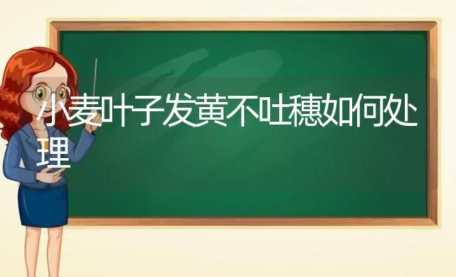 小麦叶子发黄不吐穗如何处理 | 粮油作物种植