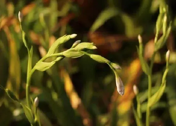 开花时间|兰花什么时候长花苞